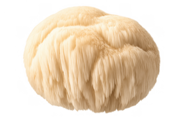 Lion's mane mushroom, an edible fungus known for its nootropic and medicinal properties, on a transparent alpha background