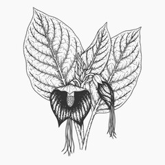 Detailed Botanical Illustration of a Black Bat Flower