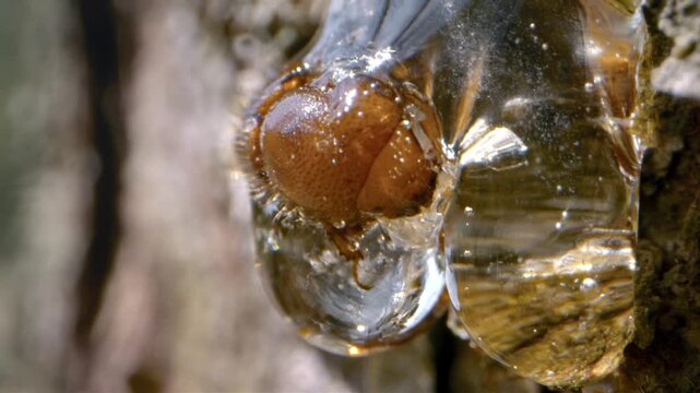 A close look at a unique natural occurrence in Bavarian Forest National Park. A brown insect emerges from a bubble of sap on a tree trunk. Watch its movements closely.