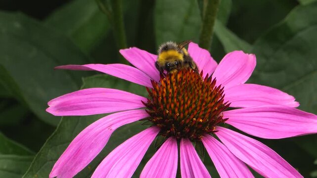 Close up of bumble bee collecting nectar from a pink flower on a sunny spring day