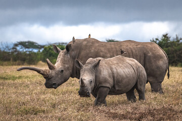 white rhino in the wild © Hammad's Profile 