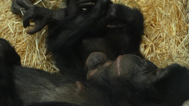 Close up of a young bonobo baby monkey  drinking milk from his mothers breast.