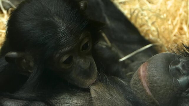 Close up of a young bonobo baby monkey  drinking milk from his mothers breast.