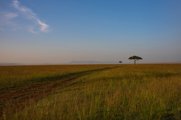 Acacia tree at Masai Mara National Reserve photographing during the day