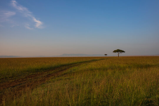 Acacia tree at Masai Mara National Reserve photographing during the day