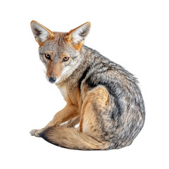 Obraz premium PNG of A close-up view of a sleek, reddish-brown coyote turning its head back, displaying curiosity.
