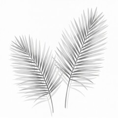 Naklejka premium Elegant sketch of two delicate palm fronds in soft grayscale white background