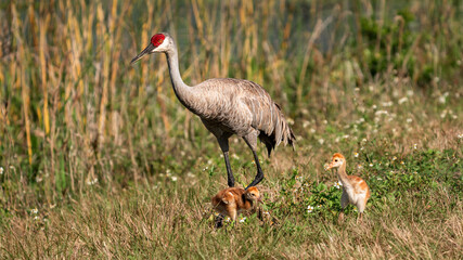 Sandhill crane with chicks in wetland habitat © Slobodan