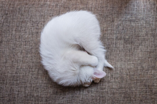 gatito blanco enroscado