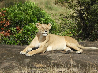 Obraz premium lion and lioness