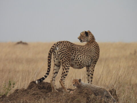 cheetah and cub