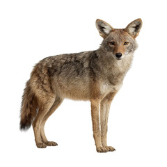 Fototapeta premium PNG of A standing coyote showcasing its sharp features and fur texture.