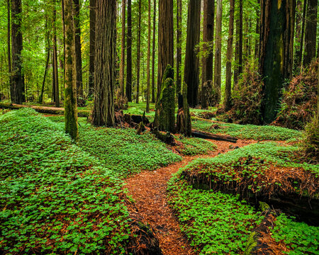 Redwoods Windy Path.  A windy trail through a Redwood Forest,