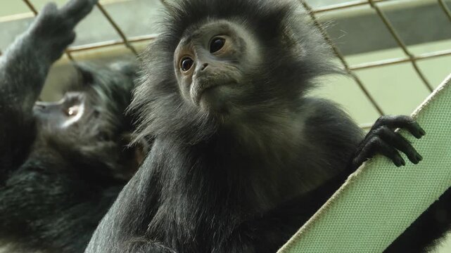 Close up of a Javan lutung monkey head and face looking around