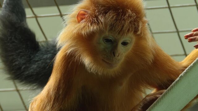 Close up of a Javan lutung monkey head and face looking around