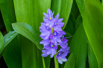 Purple water hyacinth (Eichhornia crassipes) along the Kinabatangan River, Sabah, Borneo, Malaysia