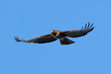 Extremely close view of a red-tailed hawk flying, seen in the wild in  North California © ranchorunner
