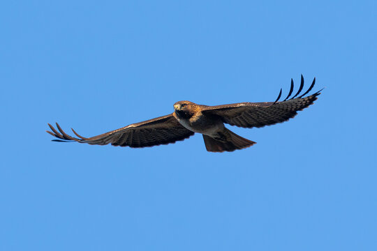 Extremely close view of a red-tailed hawk flying, seen in the wild in  North California