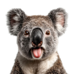 PNG of Playful koala sticking out its tongue.