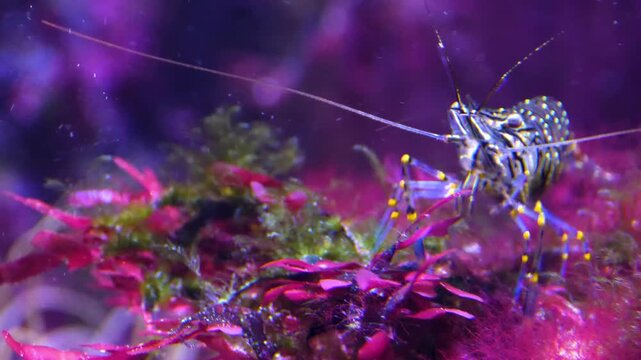 Close up of a colourful shrimp moving around sea weed on the ground underwater