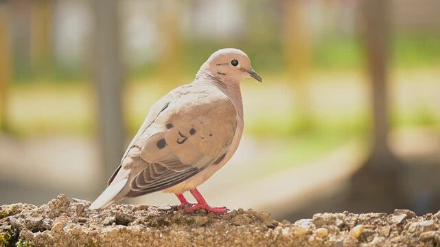 Little dove, a beautiful scene of a little dove on a summer morning in Brazil. Slow motion. 4k.