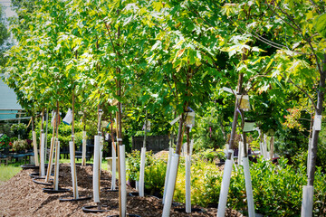 A long row of potted deciduous trees at a Waukesha, Wisconsin nursery in June. Saplings are staged in black containers with white trunk protectors. © Jennifer