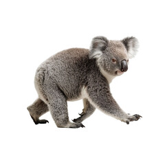 PNG of A charming koala walking, showcasing its distinctive gray fur and large ears.