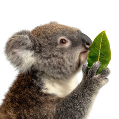 PNG of A curious koala gently holds a green leaf, showcasing its playful nature and soft fur.