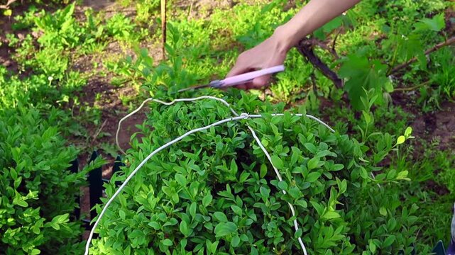 Gardener trims and shapes boxwood shrub in backyard during sunny afternoon