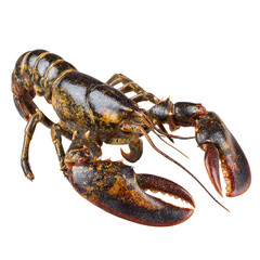 PNG of A close-up of a fresh lobster showcasing its vibrant colors and large claws.