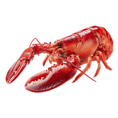 PNG of Vibrant red lobster showcasing intricate details in its claws and shell