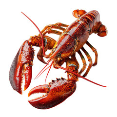 PNG of Freshly cooked lobster with vivid red shell and prominent claws.