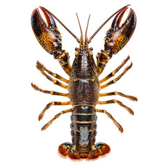 PNG of Close-up of a vibrant live lobster showcasing its intricate details.
