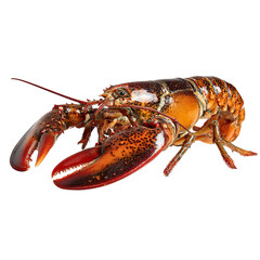 PNG of Close-up of a vibrant red lobster with prominent claws.