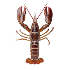 PNG of Freshly caught lobster with vibrant red and dark brown hues, showcasing its impressive claws.