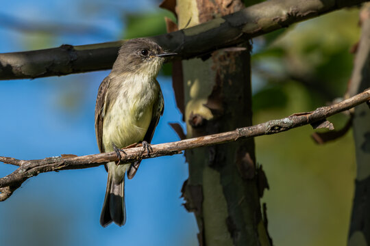 Closeup of an eastern phoebe perched in a tree.