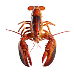 PNG of Vibrant red lobster showcasing its detailed claws and body features.
