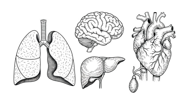 Scientific style line art illustrations of vital human organs including the lungs brain heart and liver for medical educational.
