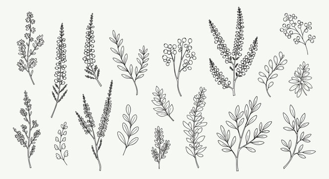Extensive set of diverse hand drawn botanical stems sprigs and leaf branches in minimalist black ink for design elements.