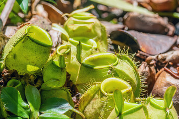 Cluster of tropical pitcher plants (Nepenthes ampullaria) growing on the rainforest floor along the Kinabatangan River, Sabah, Borneo, Malaysia