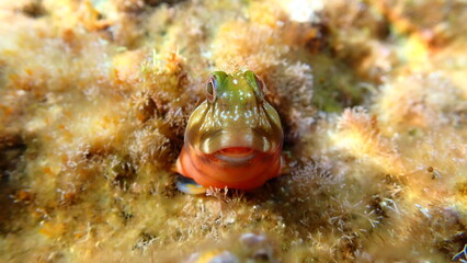 Molly miller blenny (Scartella cristata) undersea, Ligurian Sea, Italy, Imperia