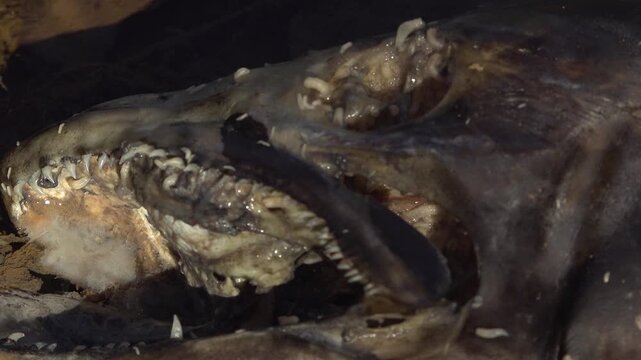 A close-up of maggots eating the head of a dead Salmon on the shore of a creek.
