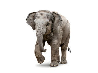 Cute Baby Elephant Calf Playful Pose Isolated on White Background