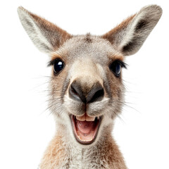Fototapeta premium PNG of A cheerful kangaroo smiling with its mouth open .