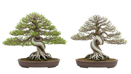 Two exquisitely styled bonsai trees isolated on transparent background