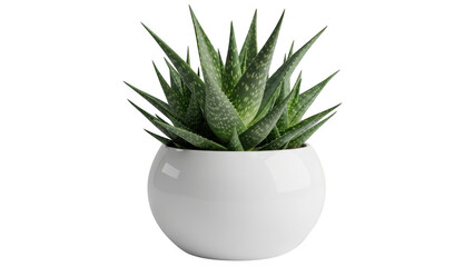 Fototapeta premium Aloe vera plant in white pot isolated on transparent background