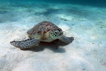 Obraz premium Green Sea Turtle underwater in Kisite-Mpunguti Marine National Park in Kenya 