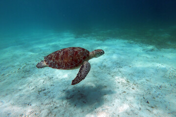 Fototapeta premium Green Sea Turtle underwater in Kisite-Mpunguti Marine National Park in Kenya 