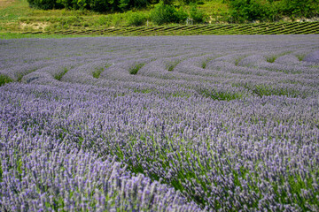 field of lavender 1