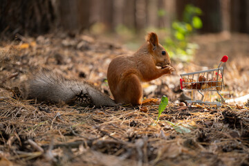 A red squirrel is seen holding food while sitting next to a small shopping cart in a forest setting. The ground is covered with pine needles and leaves.